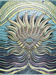 Vlisco Grand Super-Wax